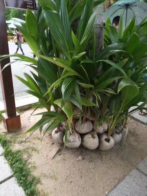 【成都出發(fā)】昆明、大理、蒼山、麗江、雙廊、束河古鎮(zhèn)、西山雙臥8日游